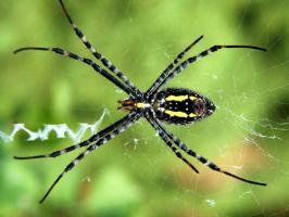 Sự thật thú vị nhất về loài nhện