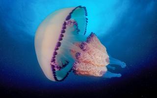 Sự thật thú vị nhất về loài sứa
