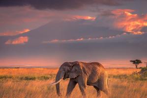 Top 15 Sự thật thú vị nhất về loài voi