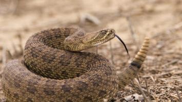 Sự thật thú vị nhất về rắn đuôi chuông