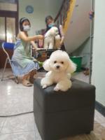 Phòng khám thú y uy tín nhất tại Thái Bình