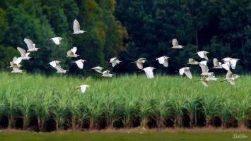 Bài văn thuyết minh về ca dao Việt Nam (lớp 8) chọn lọc hay nhất