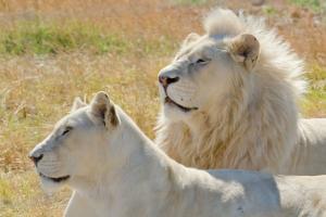 Thông tin thú vị nhất về loài sư tử trắng
