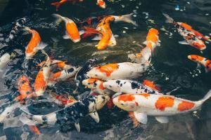 Thức ăn cho cá koi tốt nhất hiện nay