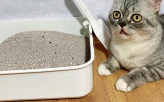 Top 5 Thương hiệu cát vệ sinh cho mèo tốt nhất