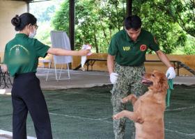 Trung tâm huấn luyện chó uy tín và chuyên nghiệp nhất ở TPHCM