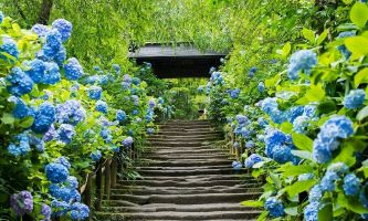 Vườn hoa cẩm tú cầu đẹp nhất Đà Lạt