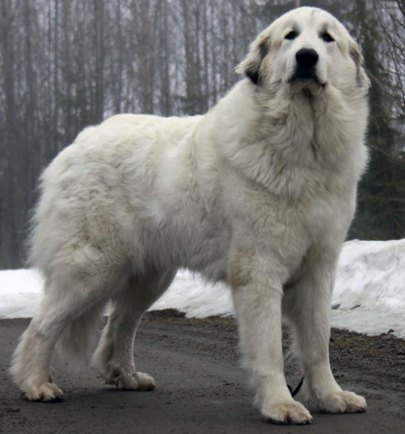 Great Pyrenees có thân hình to lớn và oai vệ