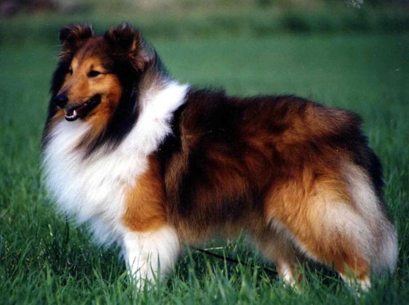 Shetland Sheepdog là một người bạn đồng hành tuyệt vời