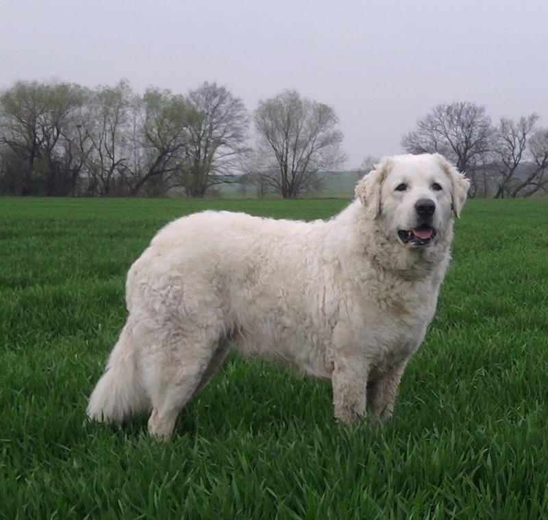 Kuvasz mạnh mẽ và có tính bảo hộ cao