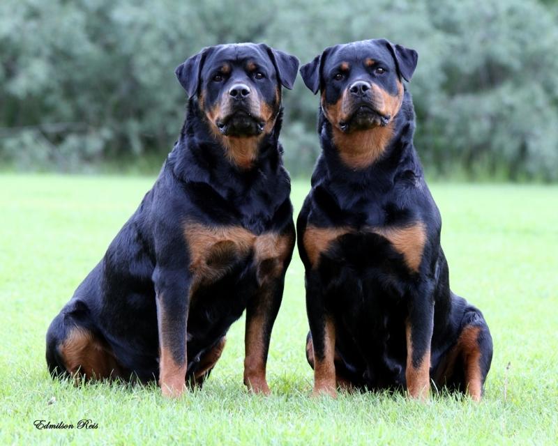 Rottweiler