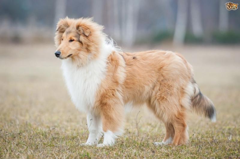 Rough Collie