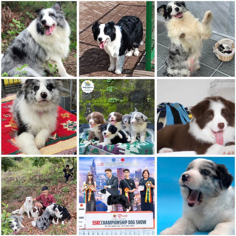 Thuận Danh Lê Border Collie