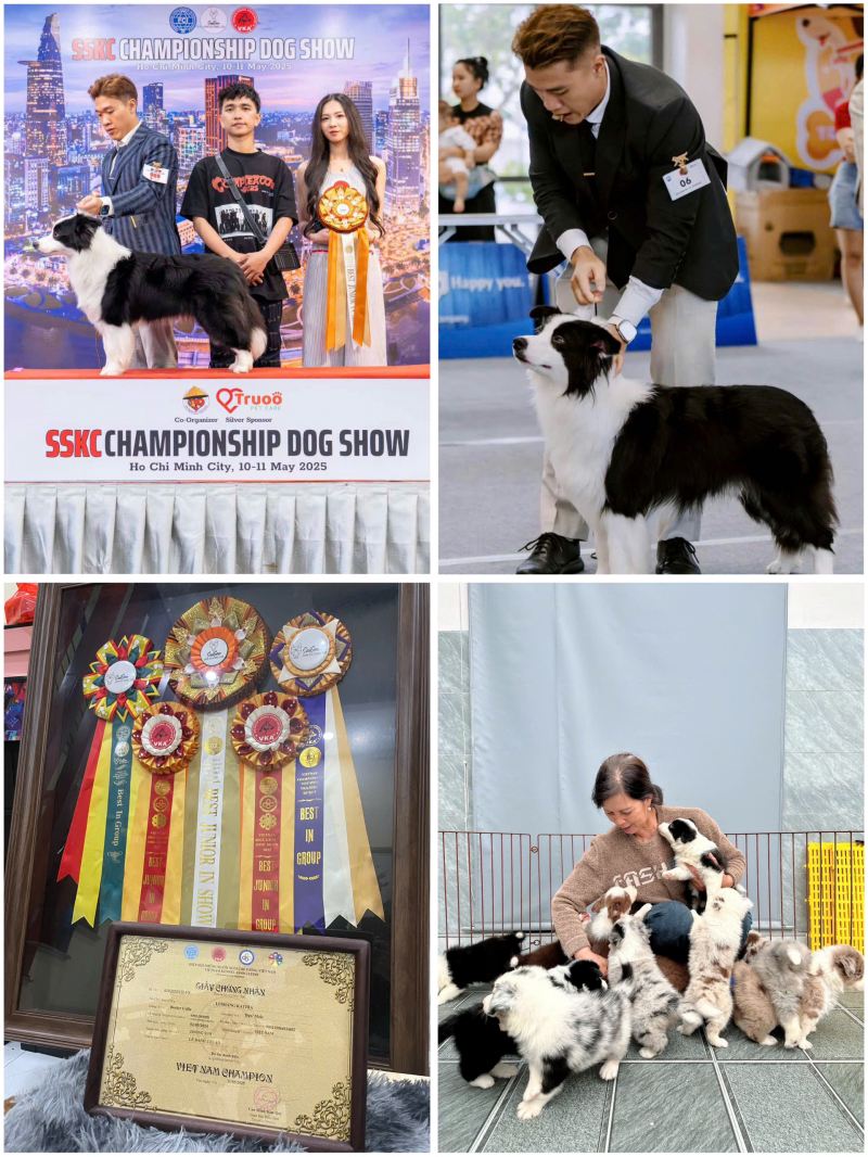 Thuận Danh Lê Border Collie