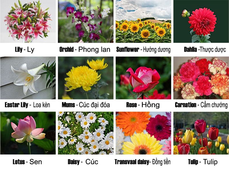 giáo án tìm hiểu một số loại hoa cho trẻ mầm non - số 1