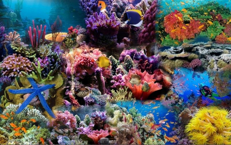 Cạnh những kiến trúc san hô độc đáo là sự tồn tại của hàng trăm loài động thực vật
