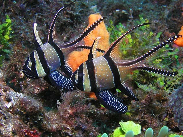 Banggai Cardinalfish