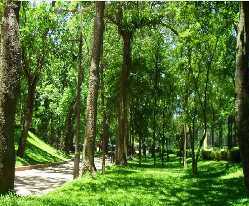 Vườn bách thảo Botanic Garden Singapore