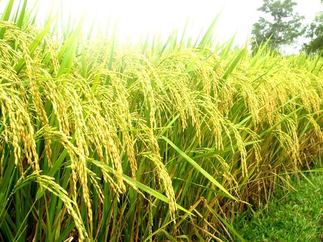 Hình ảnh Lúa Nền Thiết Kế mẫu Hình ảnh PNG ảnh và Nền  Lovepik