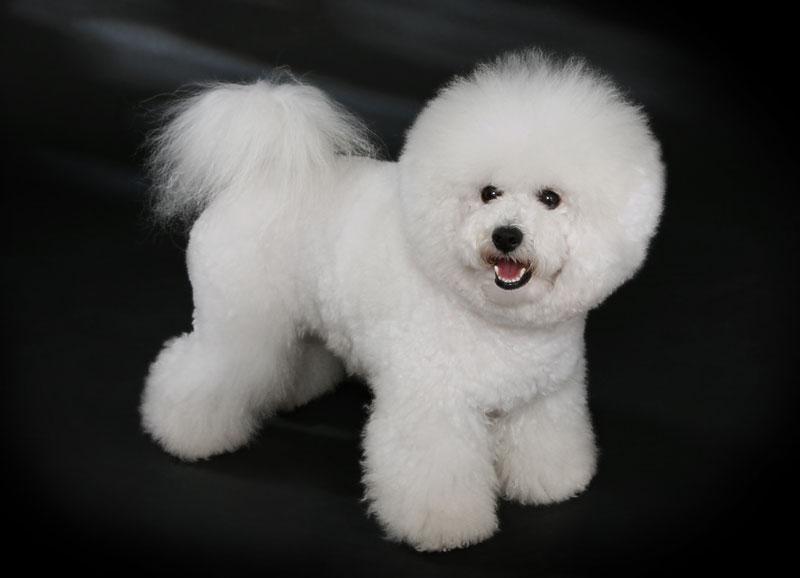 Chó Bichon Frise