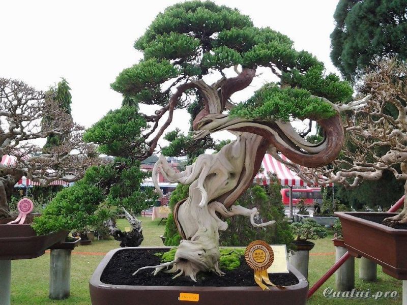 Tham khảo những mẫu thiết kế tiểu cảnh bonsai độc đáo và sáng tạo nhất