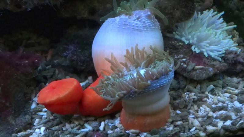 Hải quỳ có liên quan đến sứa và san hô