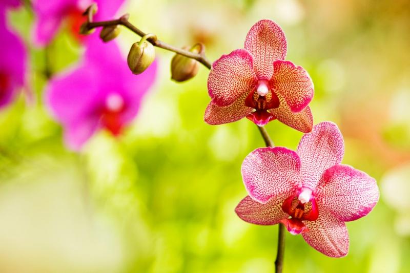Top 7 Bài văn tả hoa lan hay nhất - toplist.vn