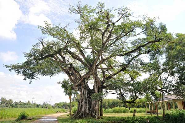 Bài văn thuyết minh về cây đa - mẫu 3