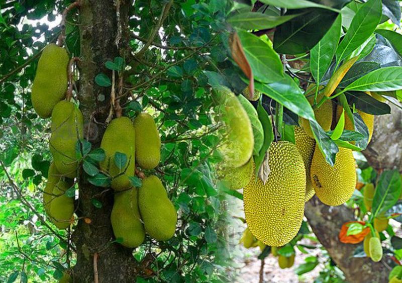 Bài văn thuyết minh về cây mít - mẫu 1