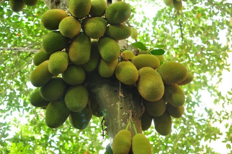 Bài văn thuyết minh về cây mít - mẫu 10