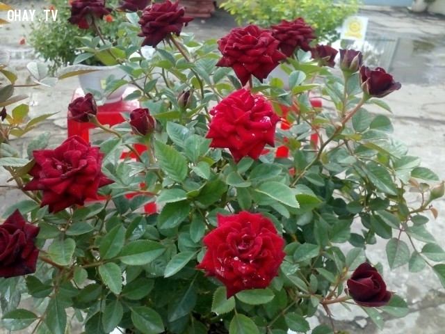 Trên cái đài hoa ấy, những cánh hồng xinh xắn, mềm mại xếp chồng lên nhau thành nhiều lớp