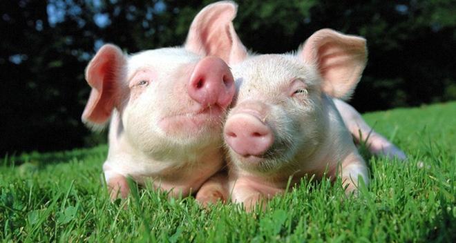 Những chú lợn có thể rất thông minh và thân thiện. Hãy xem hình ảnh liên quan đến từ khóa \