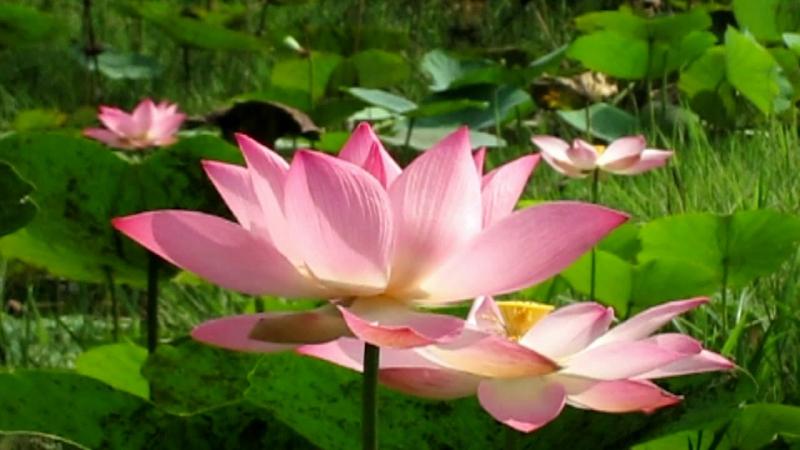 Top 10 Bài văn tả hoa sen hay nhất - toplist.vn