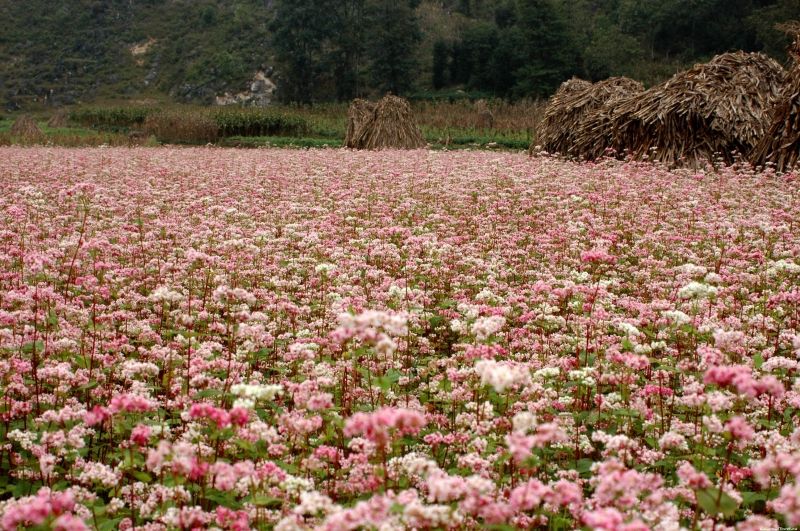 Đồng hoa tam giác mạch Hà Giang