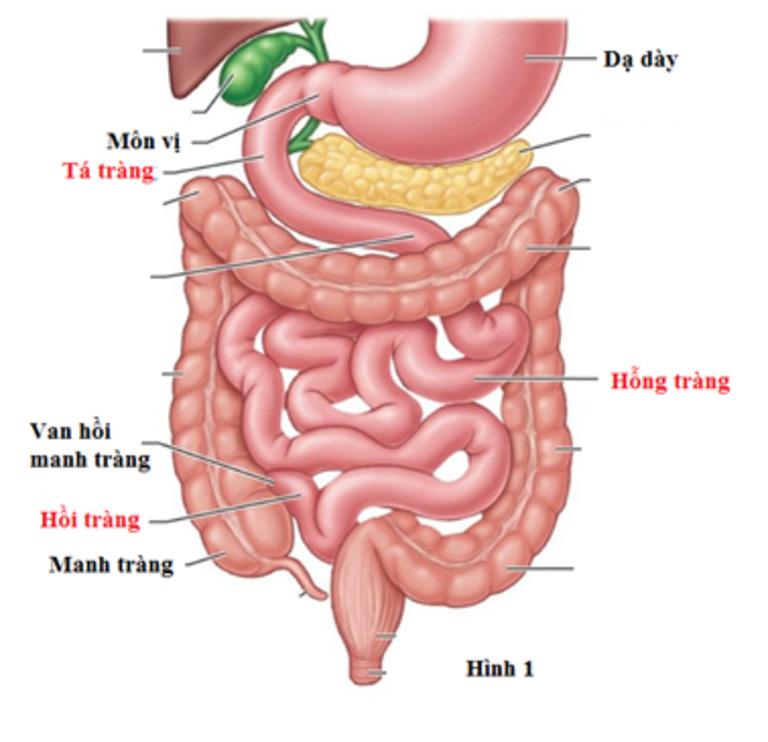 13-17 giờ: Thời gian giải độc của ruột non và bàng quang