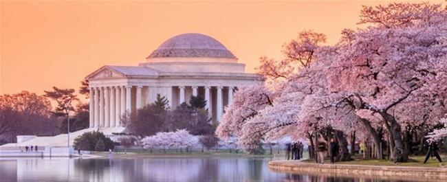 Hoa anh đào tại Washington.DC