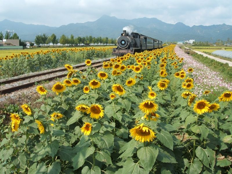 Con tàu hơi nước và hai hàng hướng dương.