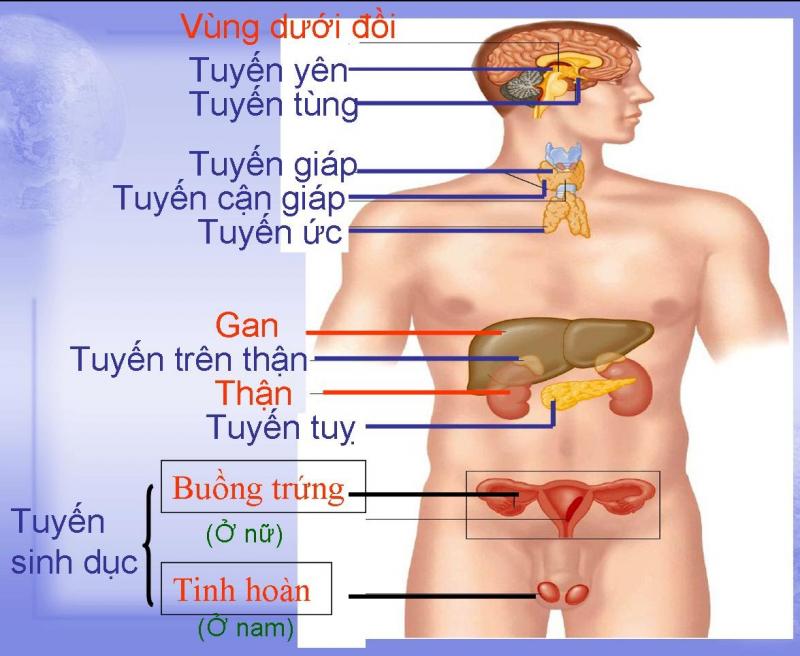 Khung giờ thải độc cho cơ thể