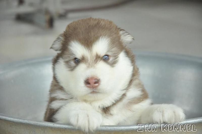 Alaska Puppy 30 ngày tuổi