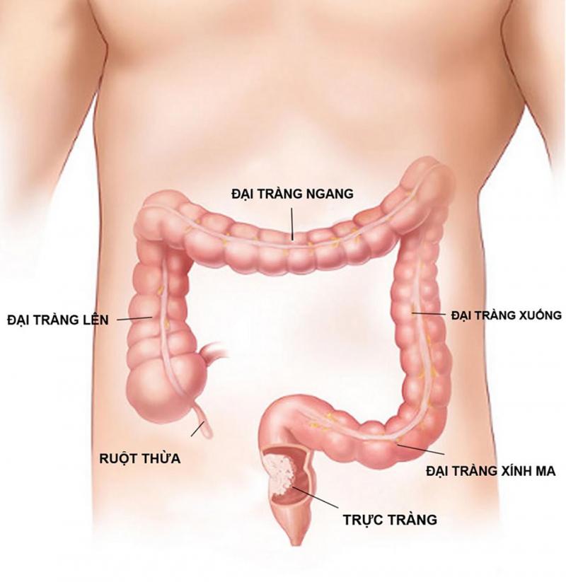 Khung giờ thải độc cho cơ thể