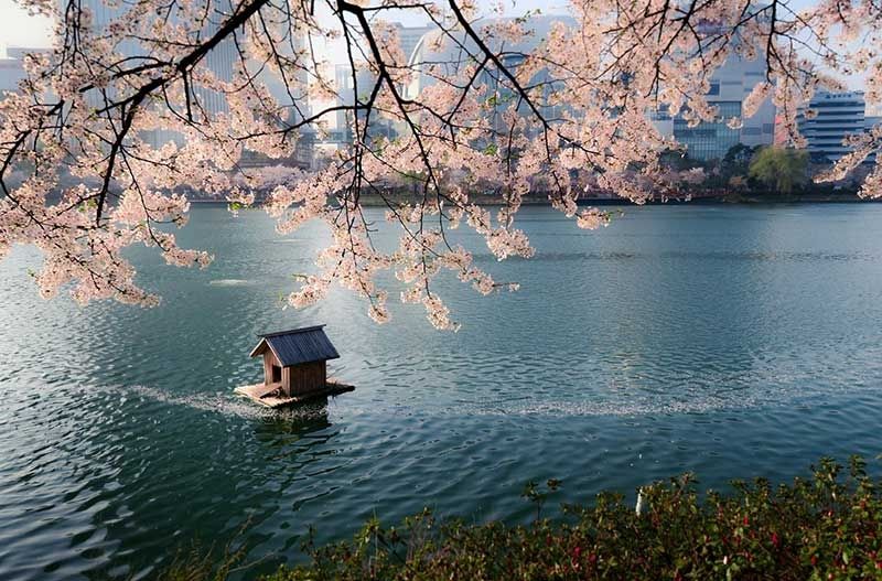 Hoa anh đào thơ mộng ở hồ SeokChon.