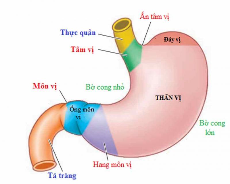 7-9 giờ sáng: Thời gian giải độc của dạ dày