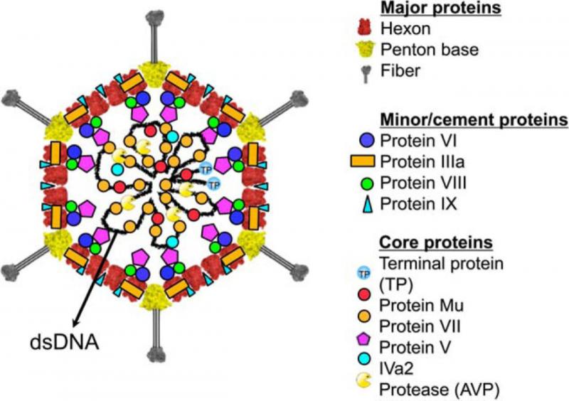 Cấu trúc của Adenovirus