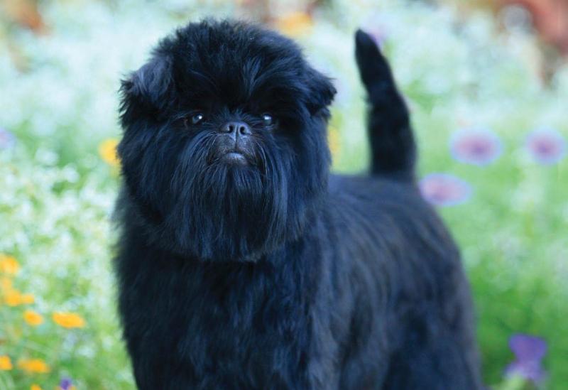 Chó Affenpinscher