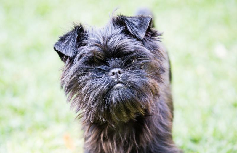 Chó Affenpinscher