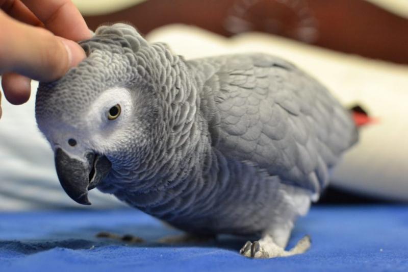 African Grey Parrot – Vẹt Xám Châu Phi