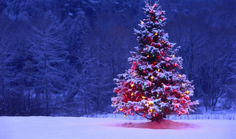 Ai là người đầu tiên trang trí cây thông Noel?