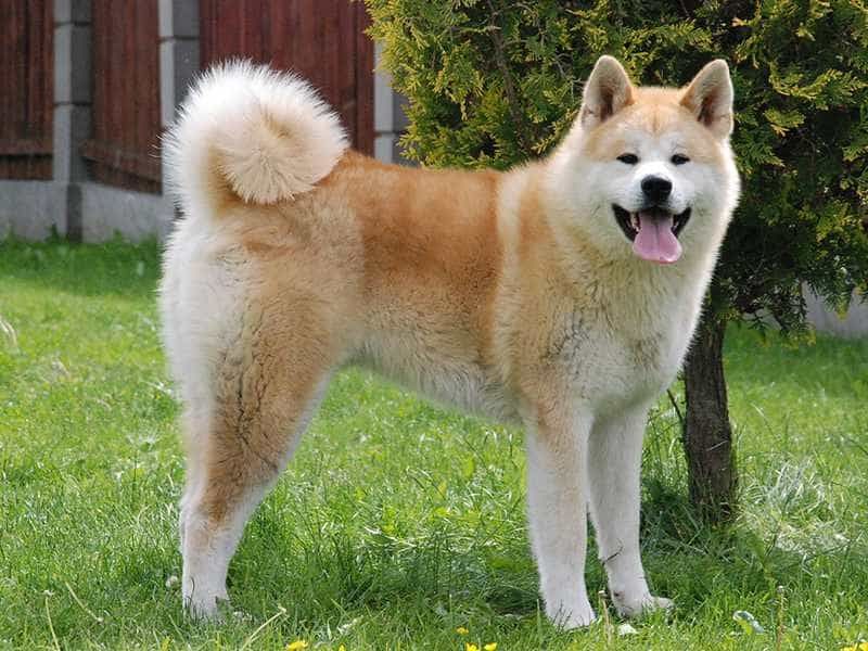 Hachiko chờ đón chủ tại nhà ga cho đến khi chết