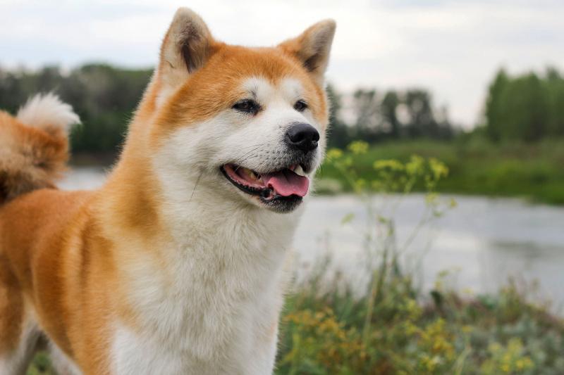 Akita Inu