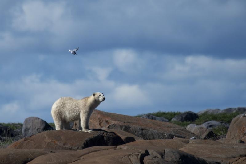 Giới chức tại Alaska đã ban hành luật cấm chụp ảnh với gấu